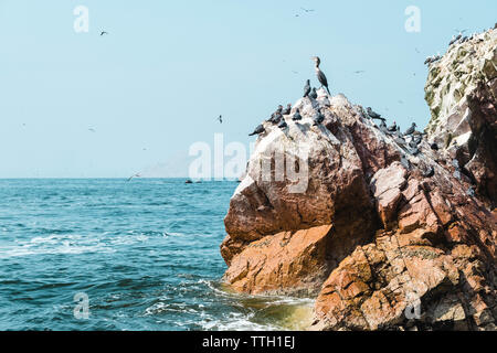 Herde von guanay Kormorane auf einem Felsen, Islas Ballestas, Paracas, Peru Stockfoto