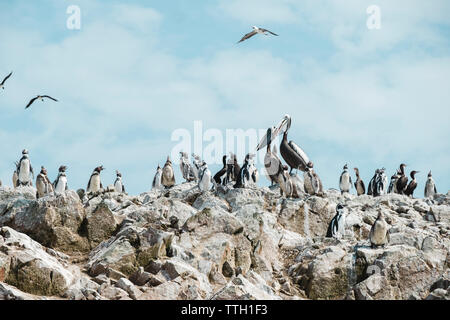 Pelikane und Pinguine auf einem Felsen, Islas Ballestas, Paracas, Peru Stockfoto