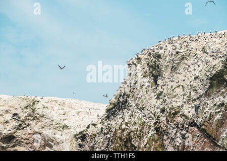 Vögel auf Guano fallenden Felsen, Islas Ballestas, Paracas, Peru Stockfoto