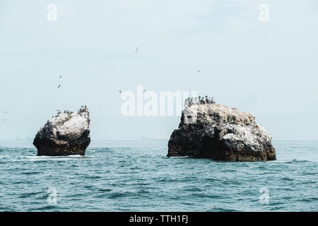 Ein Schwarm Vögel am Meer Felsen, Islas Ballestas, Paracas, Peru Stockfoto
