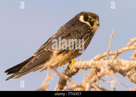 Eurasischen hobby (Falco subbuteo), Seitenansicht eines Jugendlichen auf einem Zweig im Oman gehockt Stockfoto