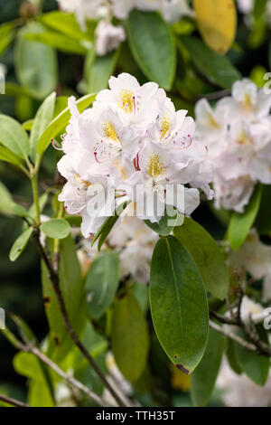 Nahaufnahme von Rhododendron Marie Martine Blüte, England, UK Stockfoto