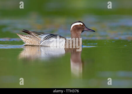 Krickente (Anas querquedula), Seitenansicht eines Drake schwimmen in einem Teich Stockfoto