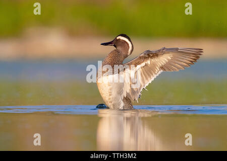 Krickente (Anas querquedula), Seitenansicht eines Drake seine Flügel Stockfoto