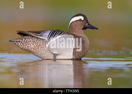 Krickente (Anas querquedula), Seitenansicht eines Drake im Wasser Stockfoto