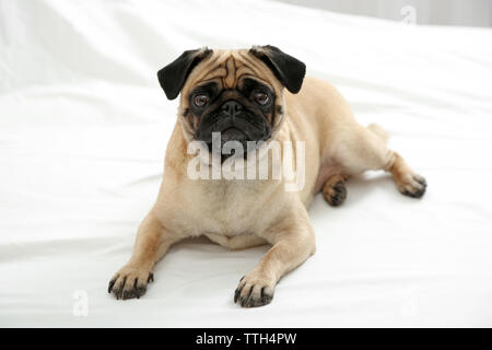 Mops Hund im Bett lag, Stockfoto