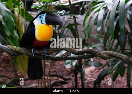 In der Nähe von Toucan hocken auf Niederlassung im Regenwald Stockfoto