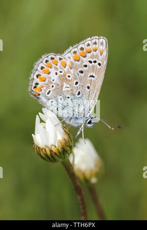 Gemeinsame Blauer Schmetterling Polyommatus icarus bei RSPB St Aidans Naturpark, nr Leeds, Großbritannien Stockfoto