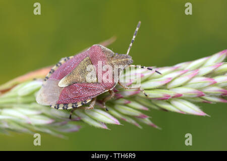 Schlehe Bug Dolycoris baccarum bei RSPB St Aidans Naturpark, nr Leeds, Großbritannien Stockfoto