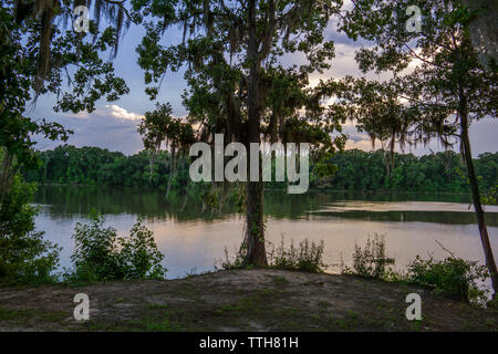 Sonnenuntergang spanische Moos auf live oak tree Florenz Marina State Park, GA Stockfoto