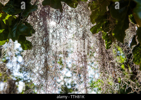 Spanische Moos hängen von Live Oak Tree in South GA, USA Stockfoto