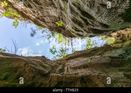 Blick nach oben auf die Vorsehung Canyon State Park, GA Stockfoto