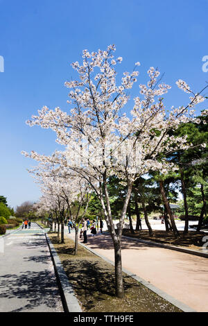 Seoul, Südkorea - 11. April 2018: Cherry Blossom in Yeouido Park. Es ist ein großes Naherholungsgebiet auf Yeouido Insel im zentralen Teil von entfernt Stockfoto