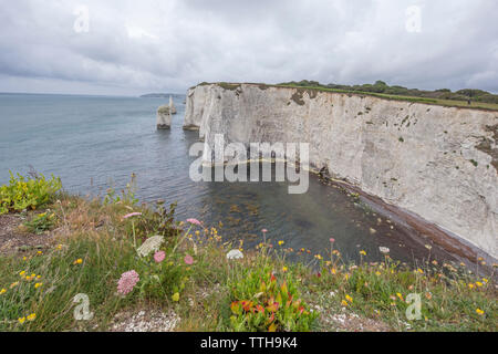 Die Pinnacles an Handfast Point, Isle of Purbeck, Jurassic Coast, einem UNESCO-Weltkulturerbe in Dorset, England, Großbritannien Stockfoto