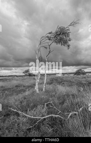 Die Heide von Studland Bay in Richtung Pool Hafen in Schwarzweiß, Dorset, England, Grossbritannien Suche Stockfoto