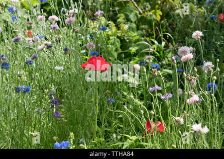 Wildblumen blühen auf Governors Island in New York Harbor. Juni 15, 2019 Stockfoto