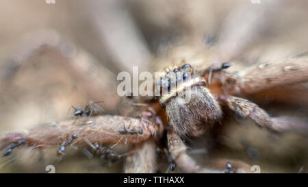 Makro einer Gruppe von Ameisen angegriffen und das Essen einer riesigen crab Spider in den Berg. Viele kleine Ameisen tragen, tote Spinne Nest für Essen Stockfoto