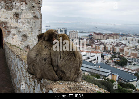 Affen in Gibraltar im Maorish Castle spielen Spielzeit auf einer Mauer Stadtmauern mit Blick auf Babys, die sich zusammen in einem Pelzmantel verkriechen Stockfoto
