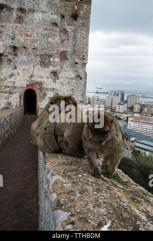 Affen Stockfoto