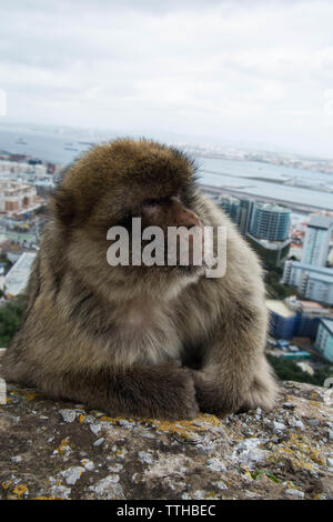 Berberaffen auf dem maurischen Schloss in Gibraltar, der auf der Mauer sitzt und einen Blick auf die Stadt und das am Meer stehende, zornige Tier hat draußen gesessen und gespielt Stockfoto