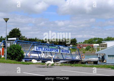 Familie der Höckerschwäne (Cygnus olor) ruht auf der Bank von Marina Littlehampton, West Sussex, Großbritannien Stockfoto