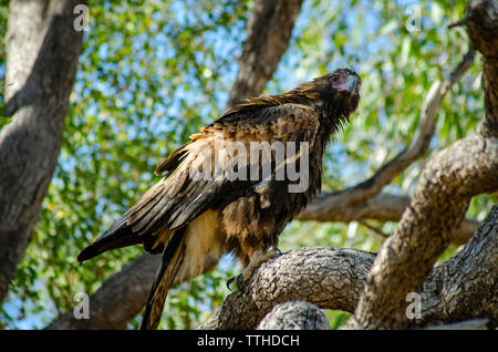 Eine keilförmige Schwanz Eagle Sitzstangen in einem Baum Stockfoto
