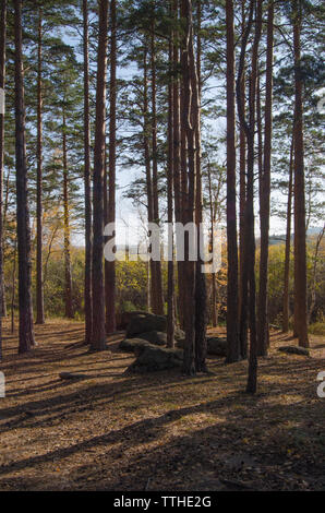 Haufen von Steinen in einem Kiefernwald auf einem hellen, sonnigen Tag. Stockfoto