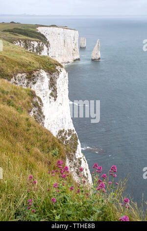 Die Pinnacles an Handfast Point, Isle of Purbeck, Jurassic Coast, einem UNESCO-Weltkulturerbe in Dorset, England, Großbritannien Stockfoto