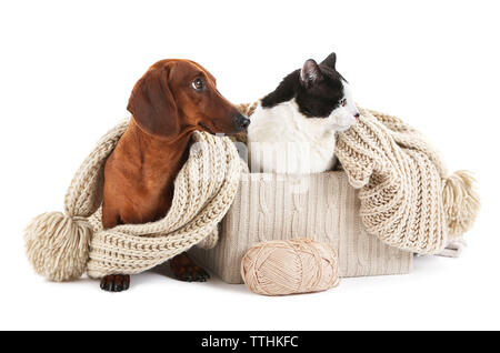 Dackel und Katze in Box mit Schal, isoliert auf Weiss. Stockfoto