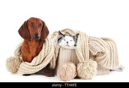 Dackel und Katze in Box mit Schal, isoliert auf Weiss. Stockfoto