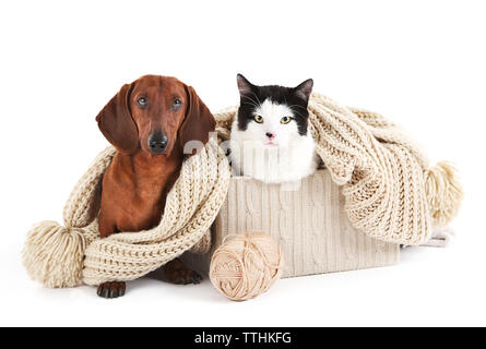 Dackel und Katze in Box mit Schal, isoliert auf Weiss. Stockfoto