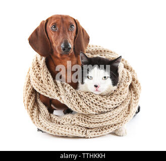 Katze und Dackel in Strickschal, isoliert auf Weiss. Stockfoto