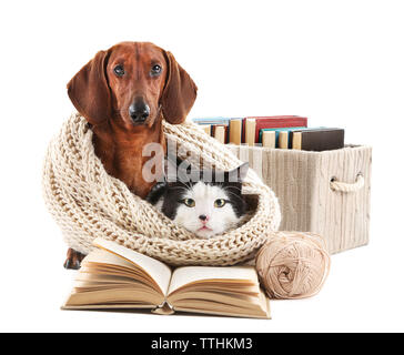 Katze und Dackel in Strickschal mit Bücher, isoliert auf Weiss. Stockfoto