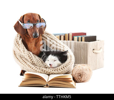 Katze und Dackel in Strickschal mit Bücher, isoliert auf Weiss. Stockfoto