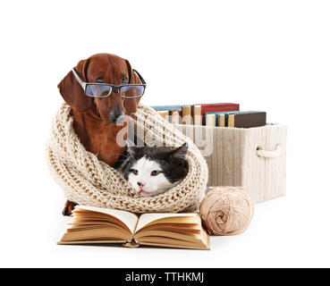 Katze und Dackel in Strickschal mit Bücher, isoliert auf Weiss. Stockfoto