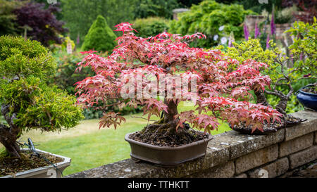 Acer Bonsai Baum im Garten, Gloucestershire, VEREINIGTES KÖNIGREICH Stockfoto