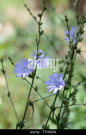Blaue Blumen der Zichorie auf einer Sommerwiese Nahaufnahme Stockfoto
