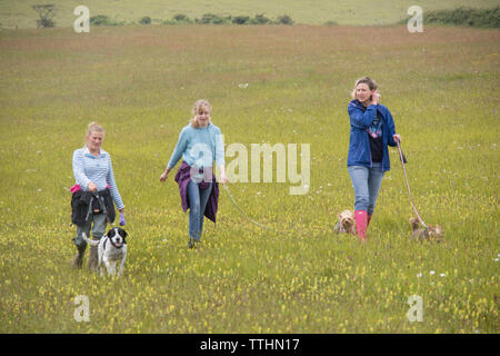 Meine Damen ihre Hunde wandern in der Natur, England, Großbritannien Stockfoto