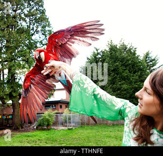 Frau spielen mit Scarlet macaw auf Feld Stockfoto