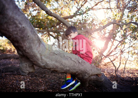 Junge sitzt auf Baumstamm im Wald Stockfoto