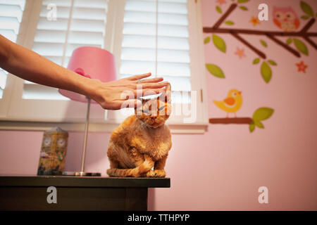 7/8 Bild der Frau streichelte die Katze auf Tabelle zu Hause Stockfoto
