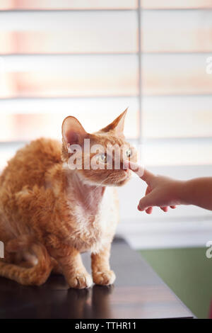Zugeschnittenes Bild der Mädchen Hand berühren cat Stockfoto