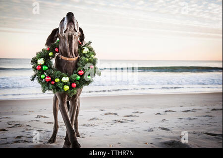 Der große Däne trägt weihnachtskranz am Strand Stockfoto