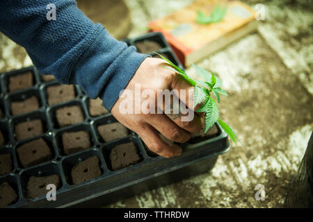 Zugeschnittenes Bild von Bauern Pflanzen Cannabis Pflanze in Fach im Gewächshaus Stockfoto