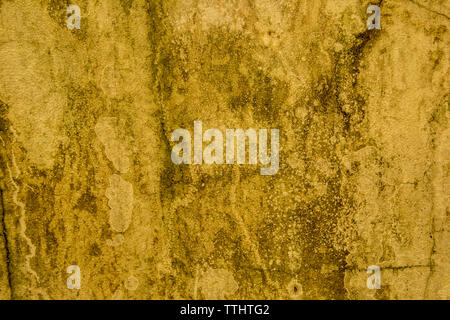 Wand Pilz Textur Stockfoto