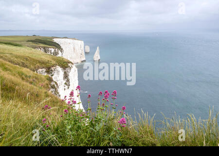 Die Pinnacles an Handfast Point, Isle of Purbeck, Jurassic Coast, einem UNESCO-Weltkulturerbe in Dorset, England, Großbritannien Stockfoto