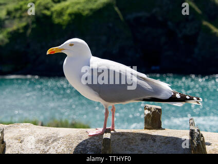Delabole, Cornwall, Großbritannien, um die Einstellung für die TV-Serie Doc Martin, wo es heißt Portwenn Stockfoto
