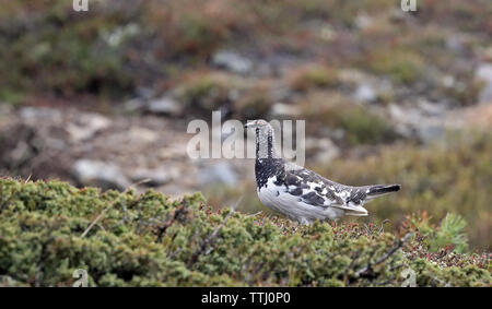 Felsenschneehuhn, Lagopus muta, auf der Tundra Stockfoto