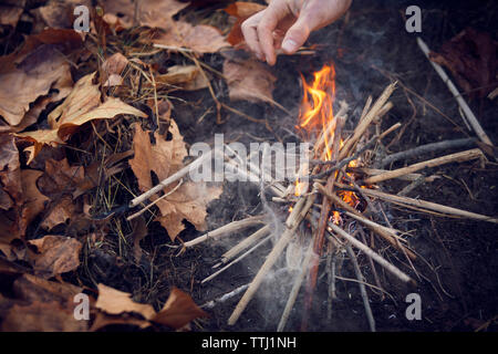 Hohe Betrachtungswinkel von Brennholz im Wald Stockfoto