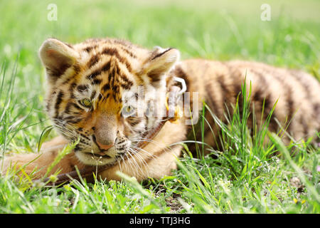 Baby Tiger liegend auf Gras Stockfoto